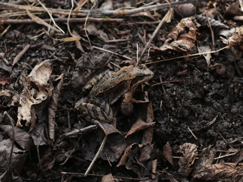 The Failures That Blend In: Hunting Silent Errors in Distributed Systems