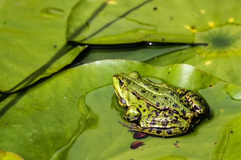Your MVP Has a Metamorphosis Deadline (And Yours Is Probably Late)