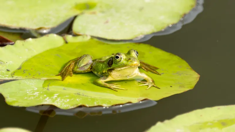 Nobody Teaches Frogs to Read the Water: Rethinking the First 90 Days of Engineering Onboarding